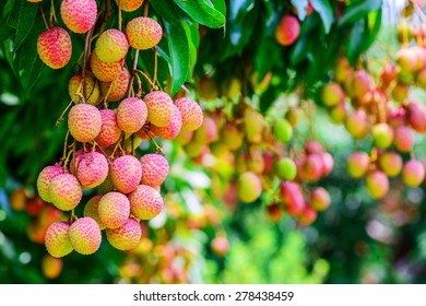 Lychee Fruit On The Tree In The Garden Of Thailand, Asia Fruit.
