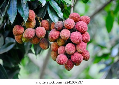 Lychee fruit ready to be picked on the tree. Lychee fruit, scientific name Litchi chinensis Sonn, also known as lychee and alexia.