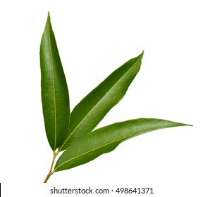 Lychee Leaf Isolated On White Background