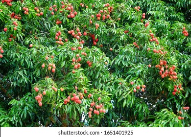 Lychee (lechee, leechee, litchee) tree with ripe red fruits ready to be picked. 
