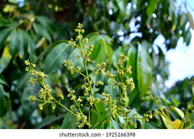 Lychee Or Lichi Flower On The Tree.