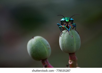 Lychee Shield Bug