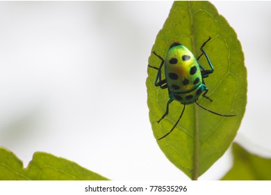 Lychee Shield Bug