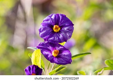 Lycianthes rantonnetii, the blue potato bush or Paraguay nightshade, is a species of flowering plant in the nightshade family Solanaceae, native to South America. 
