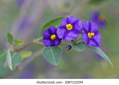 Lycianthes rantonnetii, the blue potato bush or Paraguay nightshade, is a species of flowering plant in the nightshade family Solanaceae.