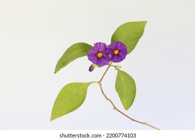 Lycianthes Rantonnetii, The Blue Potato Bush Or Paraguay Nightshade Is A Species Of Flowering Plant In The Nightshade Family Solanaceae, Native To South America But Also Found In The Mediterranean