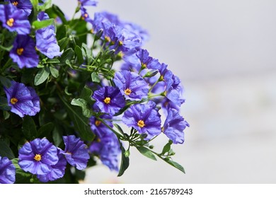 Lycianthes rantonnetii decorative plant, the blue potato bush or Paraguay nightshade, is a species of flowering plant in the nightshade family Solanaceae.