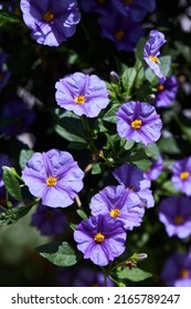 Lycianthes rantonnetii decorative plant, the blue potato bush or Paraguay nightshade, is a species of flowering plant in the nightshade family Solanaceae.