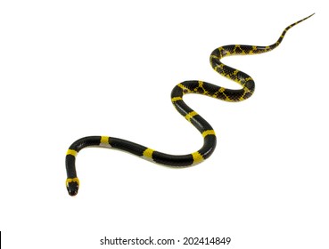 Lycodon laoensis Gunther, 1864 , snake isolated on white 