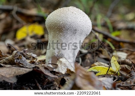 Lycoperdon perlatum, the common puffball, warted puffball, gem-studded puffball, wolf farts or the devil's snuff-box mushroom. Stock photo © 