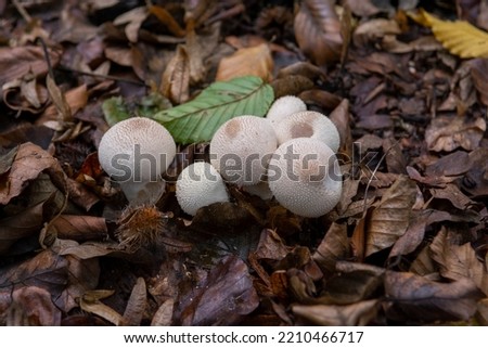 Lycoperdon perlatum, the common puffball, warted puffball, gem-studded puffball, wolf farts or the devil's snuff-box mushroom. Stock photo © 