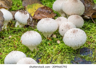 Lycoperdon perlatum, popularly known as the common puffball, warted puffball, gem-studded puffball, wolf farts or the devil's snuff-box.