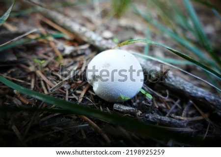 Lycoperdon perlatum, popularly known as the common puffball, warted puffball, gem-studded puffball, wolf farts or the devil's snuff-box, is a species of puffball fungus in the family Agaricaceae. Stock photo © 