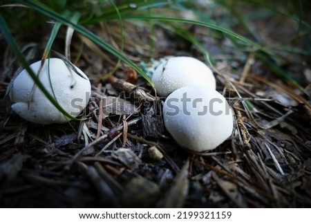 Lycoperdon perlatum, popularly known as the common puffball, warted puffball, gem-studded puffball, wolf farts or the devil's snuff-box, is a species of puffball fungus in the family Agaricaceae. Stock photo © 