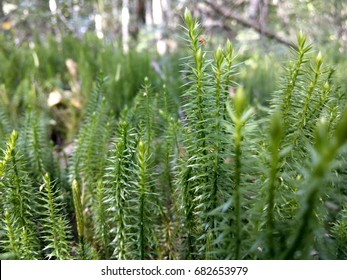 Close Spinulum Annotinum Lycopodium Annotinum Interrupted Stock Photo ...