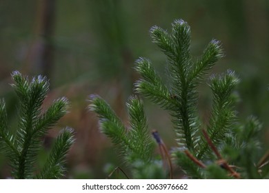 Lycopodium Clavatum, Common Club-Moss, Running Clubmoss, Stag's Horn, Running Pine, Stag's-horn Clubmoss. Green Shoots Of Club Moss With Luminous Blue Villi On The Forest Floor. 