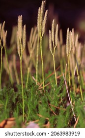 Lycopodium Clavatum, Common Club-Moss, Running Clubmoss, Stag's Horn, Running Pine, Stag's-horn Clubmoss. Vertical Shoots With Sporophylls Of Running Club-Moss. Autumn Green And Yellow Background. 