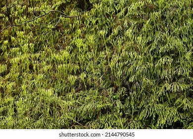 Lycopodium multispicatum, a ground cedar. - Shutterstock ID 2144790545