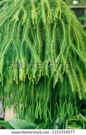 Lycopodium squarrosum or Tassle fern leaf pattern
