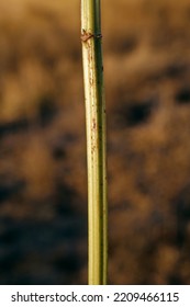 Lycopus Exaltatus, Lamiaceae. A Wild Plant Shot In The Fall.
