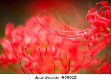 lycoris radiata