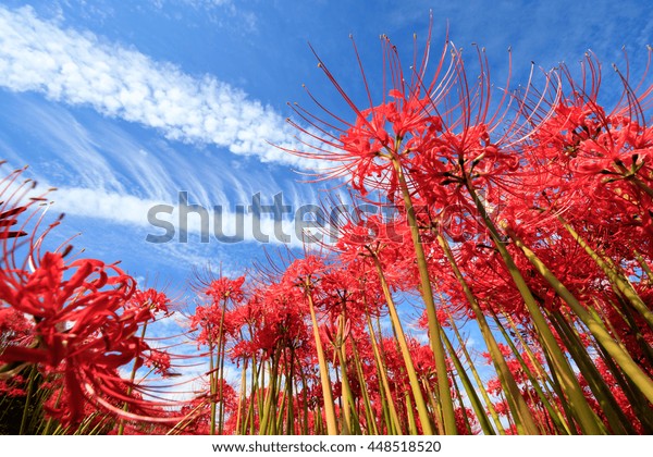 Lycoris Radiata Blue Sky Stock Photo 448518520 | Shutterstock