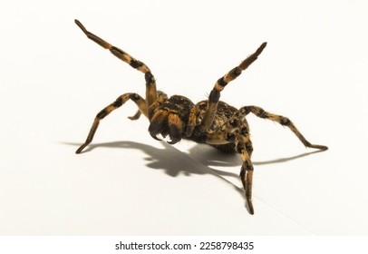 Lycosa is a genus of wolf spiders. (Lycosa singoriensis). Aggressive female insect on a white background.