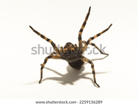 Lycosa is a genus of wolf spiders. (Lycosa singoriensis). Aggressive female insect on a white background.