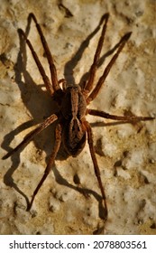 Lycosa Grahami, A Wolf Spider.