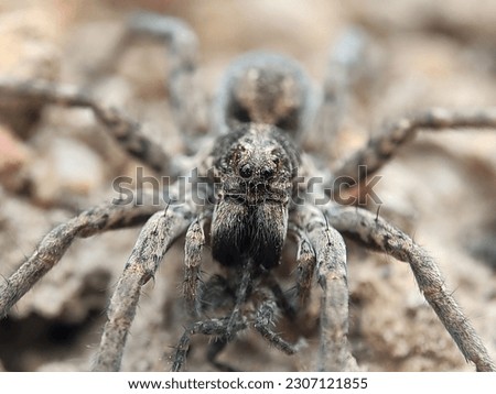 Lycosa tarantula is the species originally known as the tarantula.  It now may be better called the tarantula wolf spider.