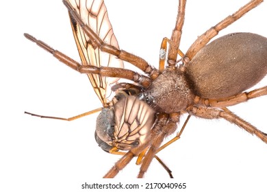 Lycosidae Wolf Spiders, Entelegynae Wolf Spider Devours Prey Fly, Isolated On White Background