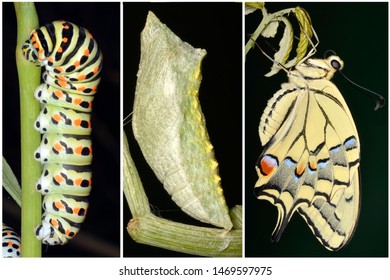 Lyfe Stages Papilio Machaon Old World Stock Photo 1469597975 | Shutterstock