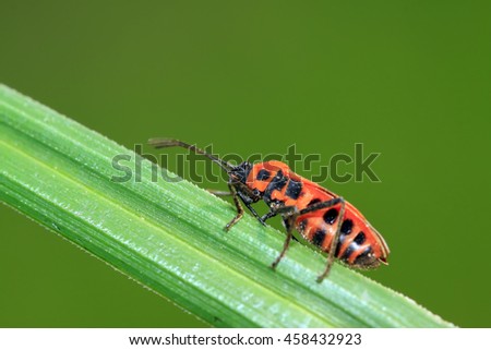 Similar – willow leaf beetle Nature