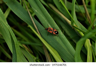 Lygaeus equestris (Black-and-Red-bug) bug on the green grass in macro photography
