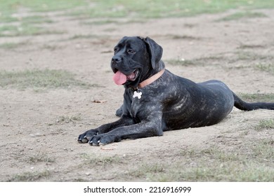 Lying Cane Corso Dog Portrait Looking Away In An Off Leash Dog Park Near Lyon, France