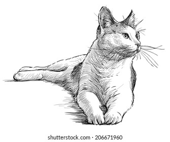 Cat Sketch Images, Stock Photos & Vectors | Shutterstock