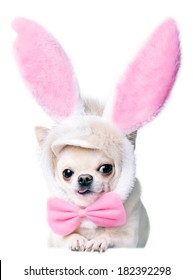 Lying Chihuahua Dog In A Costume Isolated