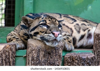 A lying Clouded Leopard (Neofelis Nebulosa) resting inside cage.