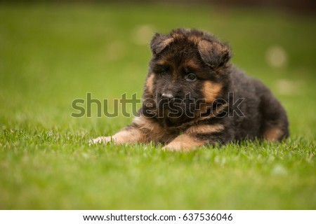 Lying cute german shepherd puppy