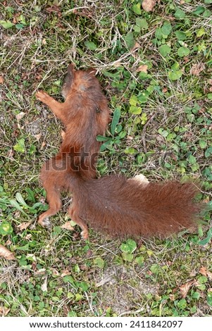 Lying dead squirrel, a heartbreaking sight, the effects of hunger, disease, cold on wildlife.