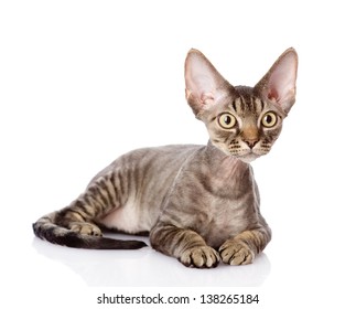 Devon Rex Cat Images Stock Photos Vectors Shutterstock