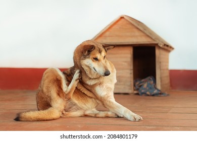 Lying Dog Scratching Fleas In Front Of His House