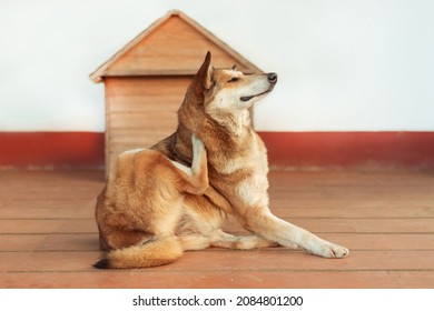 Lying Dog Scratching Fleas In Front Of His House