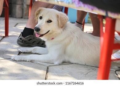 Lying dog under the table