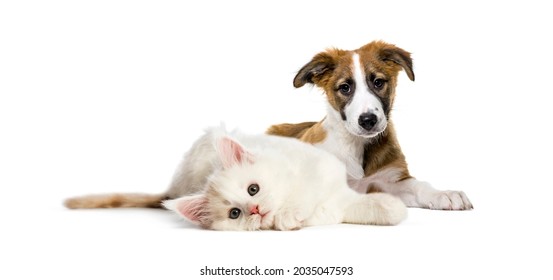 Lying down cat and dog together in front of white background