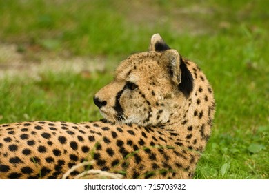 Lying Down And Relaxing Cheetah Watches Something Over Its Shoulder