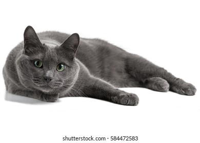 Lying gray cat with green eyes, Russian blue cat - Powered by Shutterstock