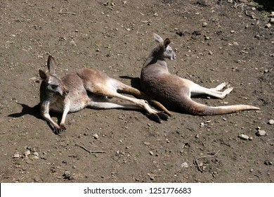 Lying Group, Red Kangaroo, Megaleia Rufa