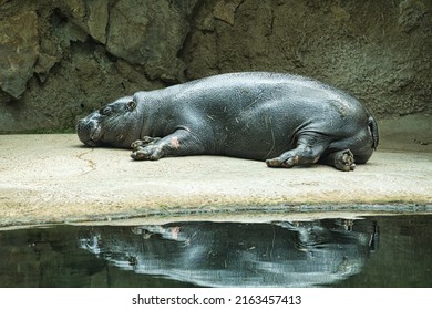 Lying hippo with reflection in the water. The mammal sleeps. small hippo watching at the water. Photo of herbivore. Animal photo