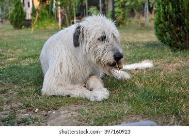 Lying Irish Wolfhound dog eats bone on the grass. The dog gnaws a bone in the garden on the lawn